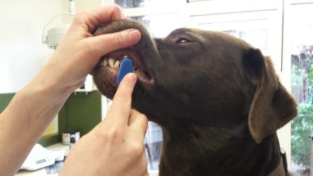 dierenkliniek oog in al-utrecht-tandenpoetsen-hond-stap 3