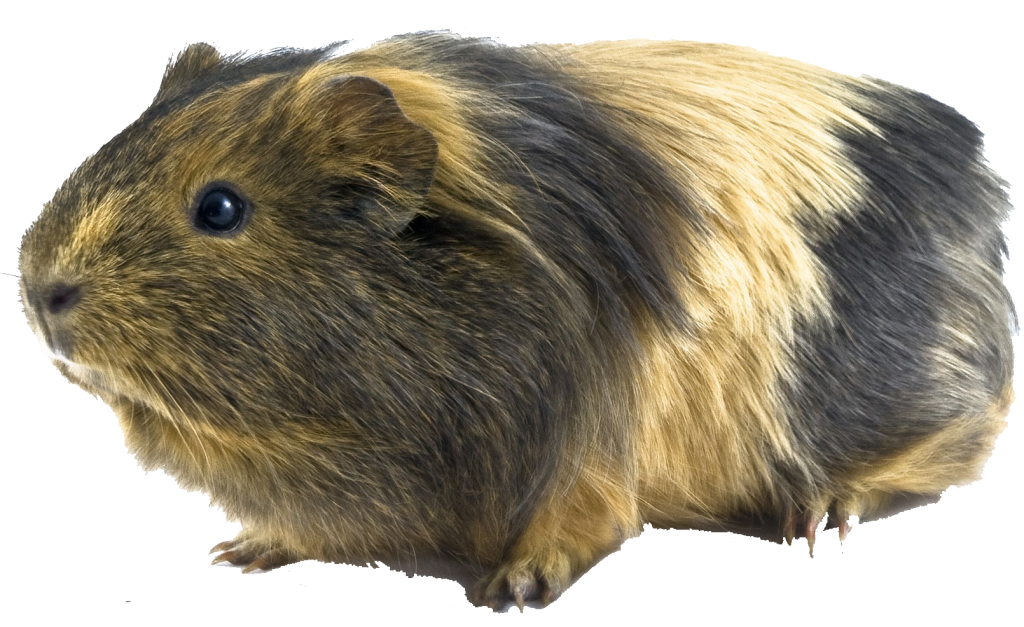 dierenkliniek-oog-in-al-utrecht-knaagdieren-cavia-losstaand