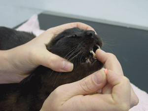 dierenkliniek oog in al-utrecht-tablet-pil-kat-03