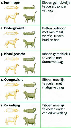 dierenkliniek oog in al-overgewicht-obesitas-kaart